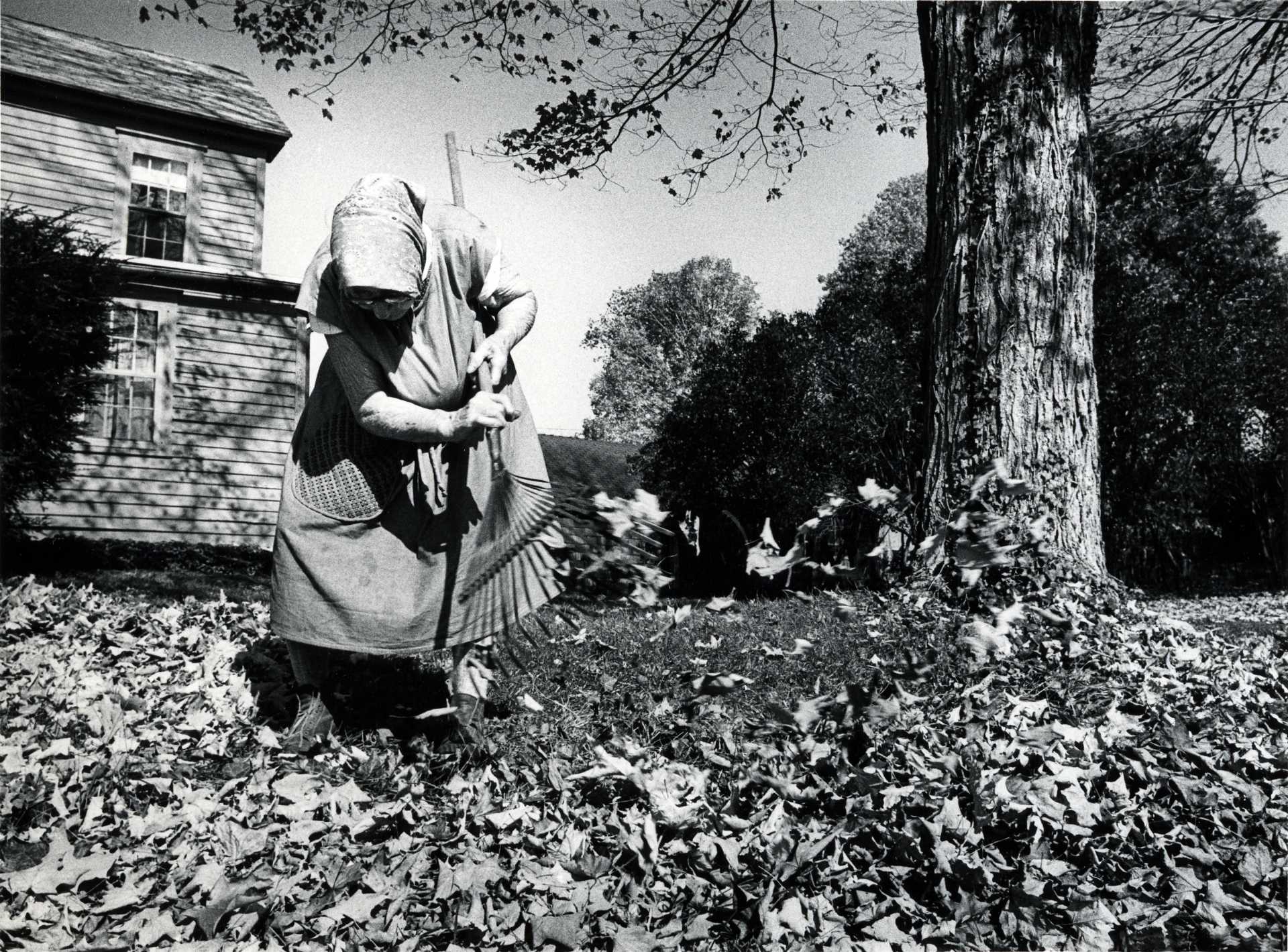 Autumn leaves.  1977